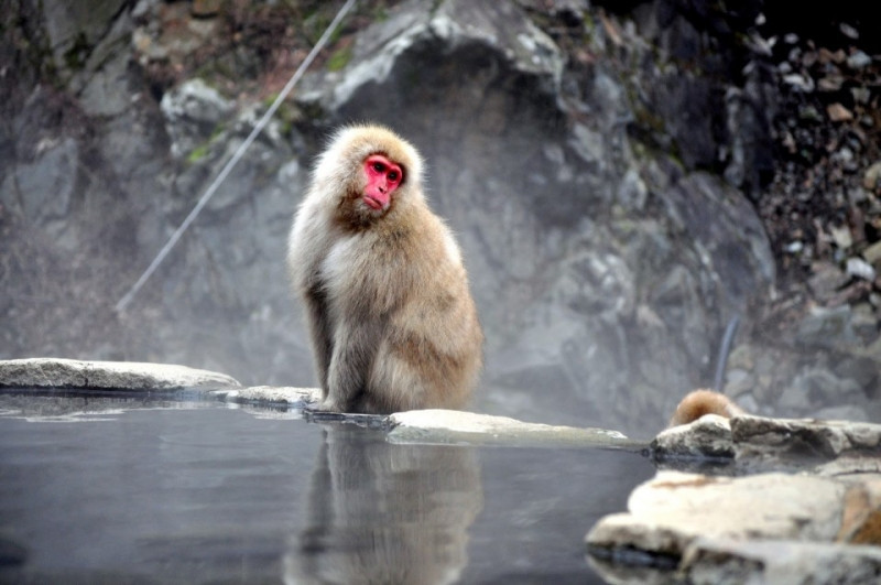Spare park for the monkeys of Jigokuni