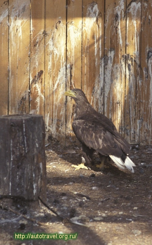 Центр мониторинга и реабилитации хищных птиц Холзан