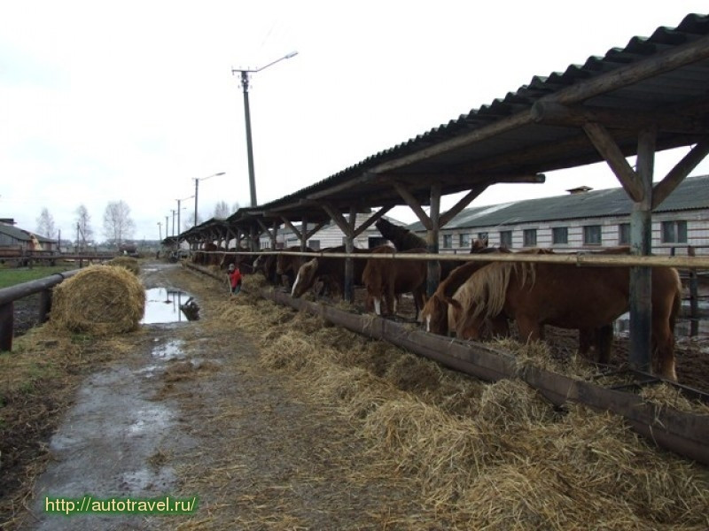 Кумысная ферма (Якимово)
