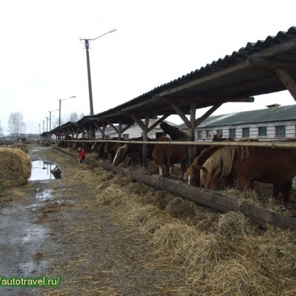 Кумысная ферма (Якимово)