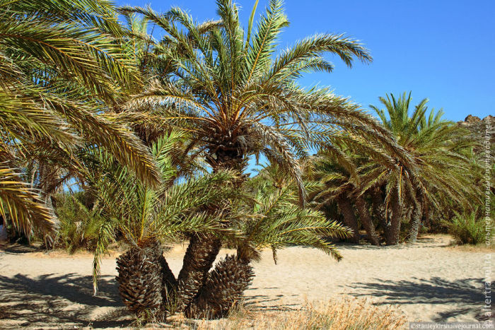 Palm Forest in Wai