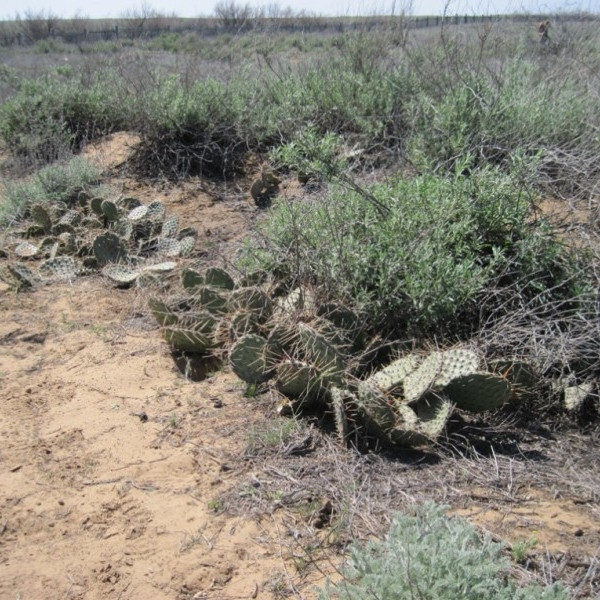 Cacti Plantation