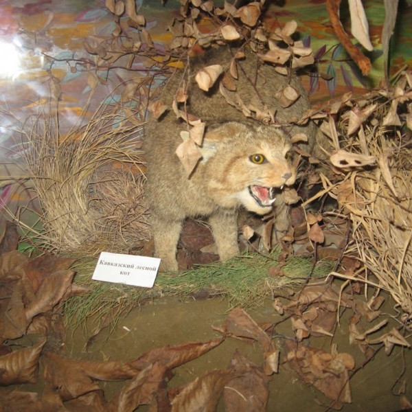 Музей природы Сочинского национального парка