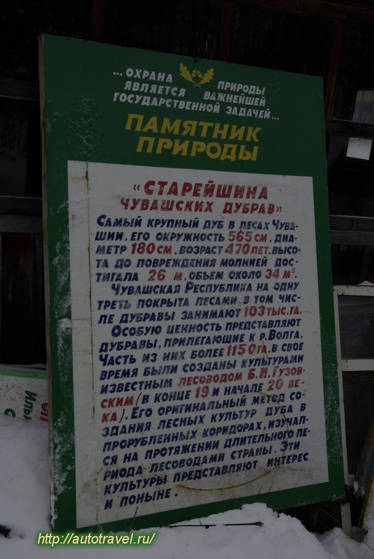 Старейший чувашский дуб