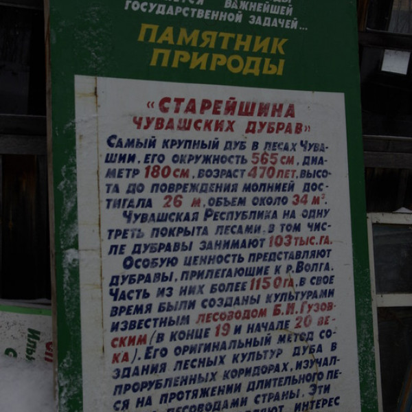 Старейший чувашский дуб
