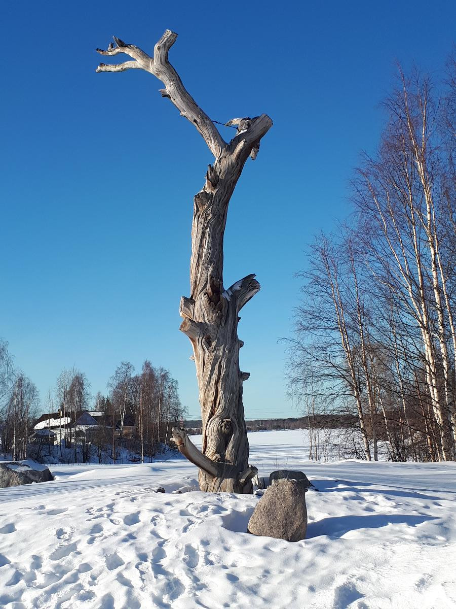Сосна Лённрота