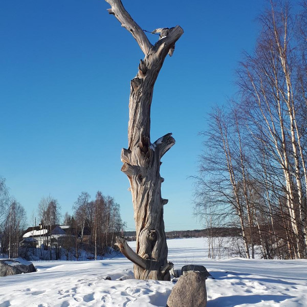 Сосна Лённрота