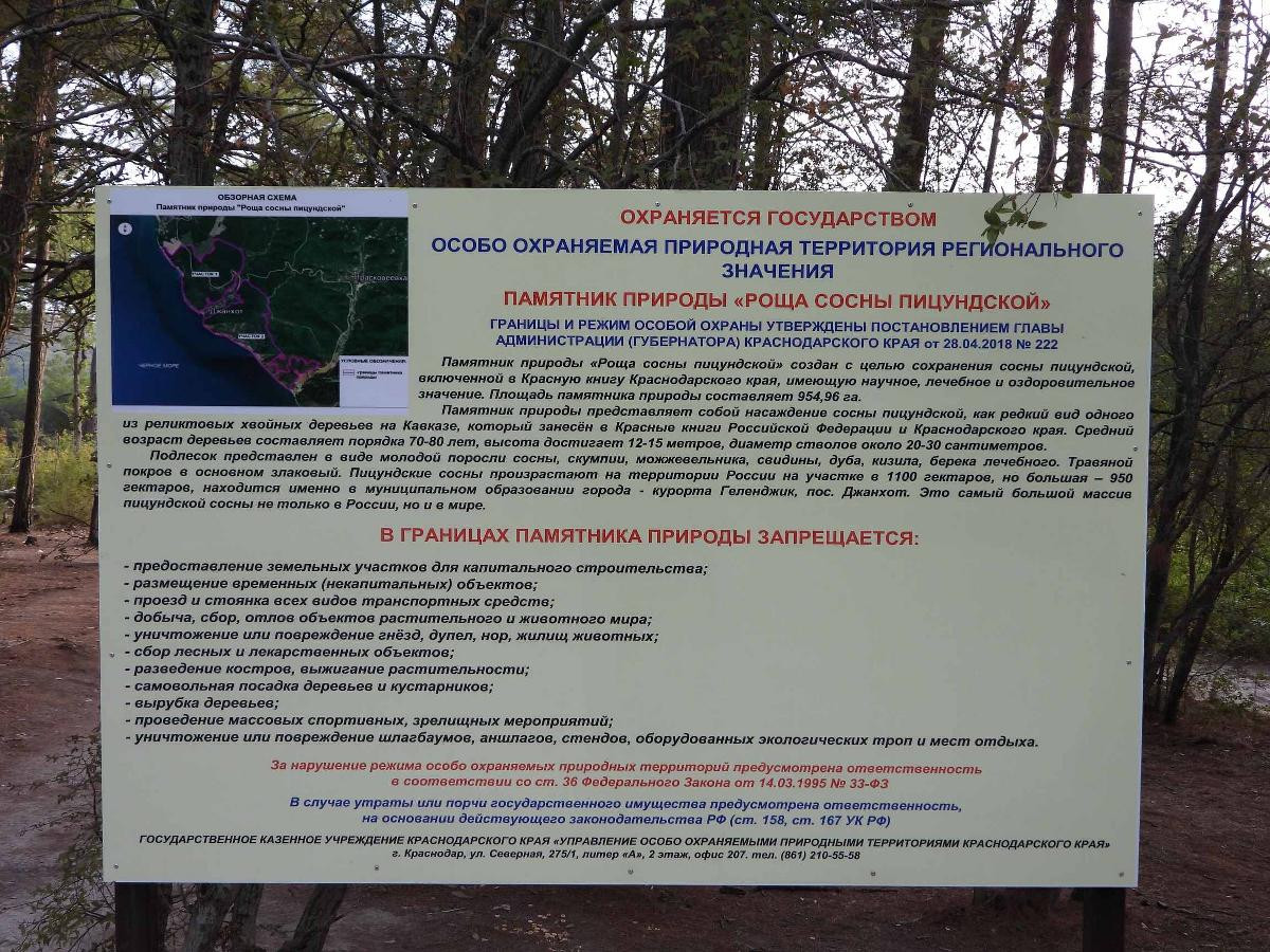 Роща пицундской сосны