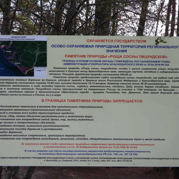 Роща пицундской сосны