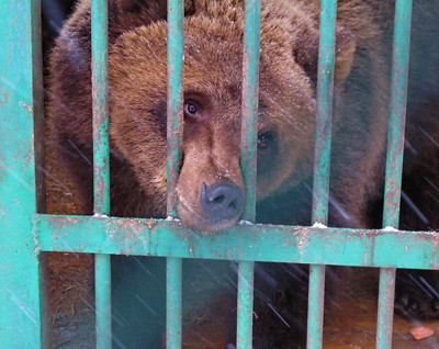 Костромской зоопарк