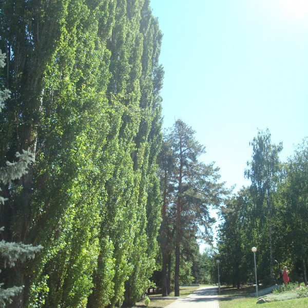 Парк имени Ленина