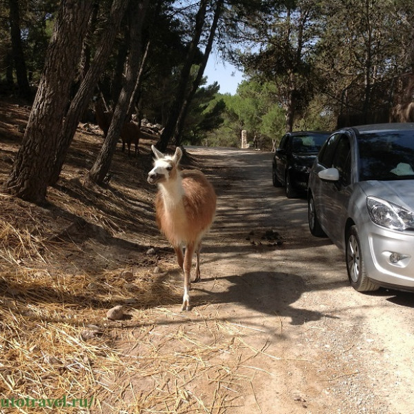 Зоопарк Safari Aitana